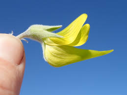 Image result for Crotalaria annua