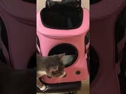 This dog backpack carrier is 13l x 8w x 15h, carrier fits cat up to 13 pounds and perfect for 10 pounds cat.most airline. Review The Fat Cat Cat Backpack Bubble Backpack Fun Cat Carrier Youtube
