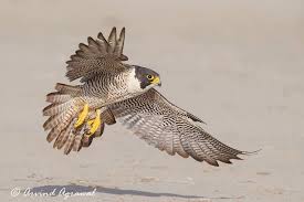 Peregrine Falcon Birds Of Prey Animals Peregrine Falcons Have More Than Just Speed On Their Side In 2020 Peregrine Falcon Falcon Tattoo Bird Template