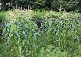 This way of growing in relatively small space is called micro growing. Growing Corn In Small Spaces 6 Tips