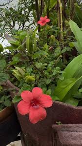 Image result for Barleria tanzaniana