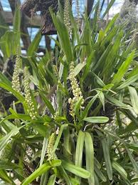 Image result for Polystachya adansoniae