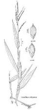 Image result for Urochloa eminii