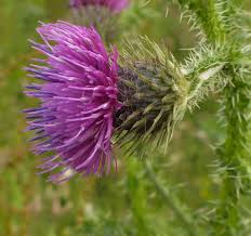 Image result for Carduus