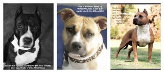 Pit Bulls Against Misinformation What Is A Pit Bull