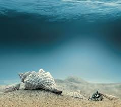 At The Bottom Of The Ocean Floor Underwater Wallpaper Underwater Background Underwater Sea