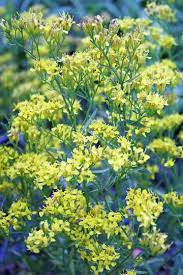 Solidago Pauciflosculosa Wooly Woody Goldenrod Plants Weird Plants Small Yellow Flowers