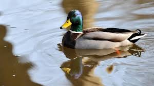 Sie ist nicht wirklich mein ente. Warum Sie Enten Nicht Mit Brot Futtern Sollten