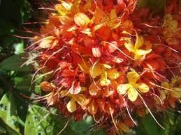 Pin By Kashfiya On Flowers Plants Fragrant Flowers Flower Essences Flowers