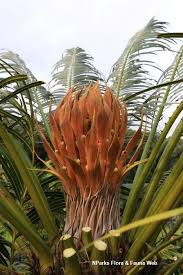 Image result for Cycas