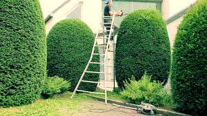 Eibe schneiden man kann eine eibe eigentlich schneiden, wann man will. Eiben Formpflanzen Schneiden Mit Den Gartenprofis Youtube