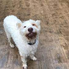 Um weiteres über die hunde zu erfahren, klicken sie bitte auf das jeweilige foto oder namen des hundes und sie gelangen auf das profil ! Podencos Aus Spanien Suchen Ein Zuhause Home Facebook