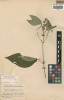 Image result for Dissotis multiflora