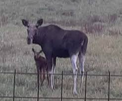 Jávorszarvasokat is fotózott Hatvanpusztán egy honfitársunk. (A képeken  persze a kerítés anyaga is érdekes: a vasbeton hálóból készült “igényes”  megoldás- vajon melyik állami építkezésről lopta a Gázos? ) Nem tudom, hogy  ma