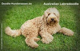 See more ideas about labradoodle, australian labradoodle, puppies. Labradoodle Rasseportrait Steckbrief Doodle Hunde
