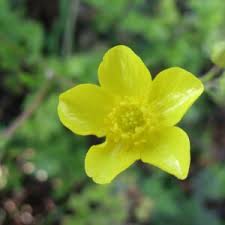 Image result for Ranunculus multifidus