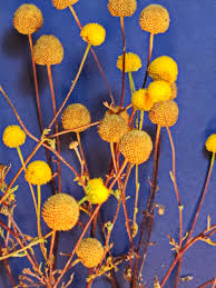 Check spelling or type a new query. Yikes Stinknet Is Here Garryrogers Nature Conservation