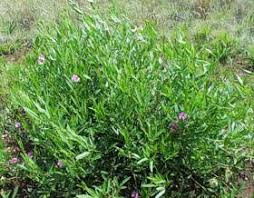 Image result for Sphenostylis