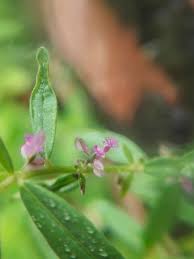 Image result for Polygala erioptera