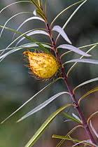 Image result for Gomphocarpus fruticosus
