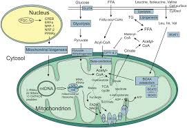 Maybe you would like to learn more about one of these? White Adipose Tissue Mitochondrial Metabolism In Health And In Obesity Heinonen 2020 Obesity Reviews Wiley Online Library
