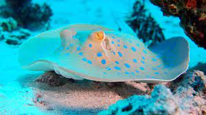 Batoidea Wallpaper Animals Aquatic Batoidea Red Sea Egypt Brothers Island Tourism Diving Blue Bottom Water Animal Wallpaper Red Sea Fish Wallpaper