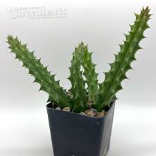 Image result for Huernia erectiloba