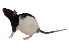 Register to adopt free pet roof rats. Rat Caresheet Petco