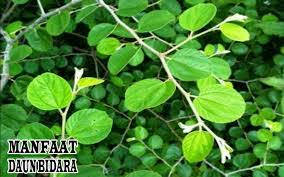 Check spelling or type a new query. Pohon Bidara Arab 33 Manfaat Daun Bidara Untuk Kesehatan Pengobatan Ruqyah Serta Buah Biji Akarnya