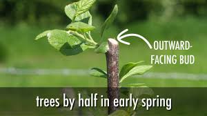 An entire section of our website dedicated to your growing success. Plums How To Plant And Grow Plum Trees In Your Garden The Old Farmer S Almanac