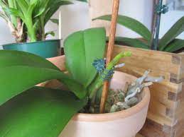 Phal Spike Orchid Roots Growing Orchids Repotting Orchids