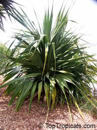 Image result for Pandanus sp. B