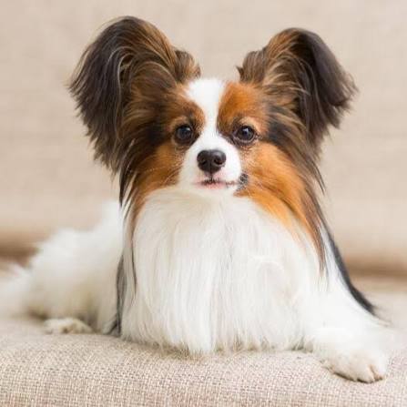 Papillon Dog Breed Information | Purina UK