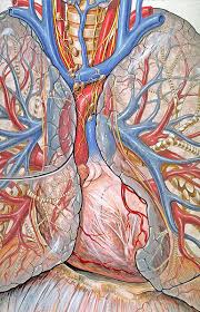The cardiovascular system functions to transport oxygen and nutrients to tissues and removes waste products. Wikijunior Human Body Circulatorysystem Wikibooks Open Books For An Open World