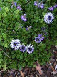 An answer to those infertile, dry, acidic sandy spots where nothing else will grow, big bear thrives in sun and partial shade. Globularia Cordifolia Var Nana Xera Plants