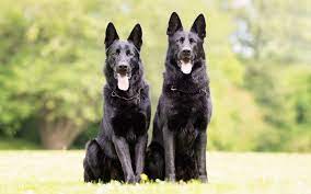 We did not find results for: The Black German Shepherd Dog German Shepherd Country