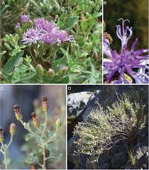 Image result for Ethulia vernonioides