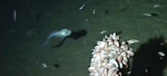 Here two converging plates of oceanic lithosphere collide with one another. New Video Shows Life In The Deepest Ocean Earth Earthsky