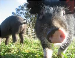 Twelve Heritage Pig Breeds Big Picture Agriculture Pig Breeds Berkshire Pigs Pig