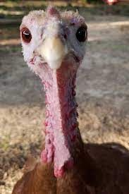 Turkeys Lay Eggs Too Then The Foodies Fight Over Them Wsj