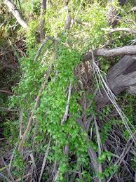 Image result for Asparagus asparagoides