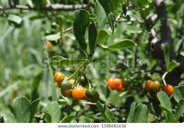 Image result for Ehretia rigida