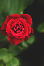 Here are only the best red rose wallpapers. Rose Wallpapers Free Hd Download 500 Hq Unsplash