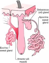 Image result for Sebaceous Gland