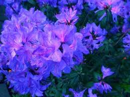 Blaney S Blue Rhododendron Blaney S Blue Rhododendron Pacific Northwest Garden Northwest Garden Cool Plants