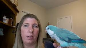 These birds not only like to chew, but they are also well known for learning how to open the cage and escaping. Quaker Parrots As Pets Youtube