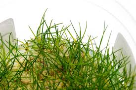 Image result for Hermannia parvula