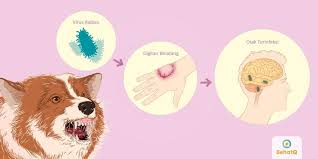 Parvo adalah virus yang sangat menular. Rabies Tanda Dan Gejala Penyebab Cara Mengobati Cara Mencegah