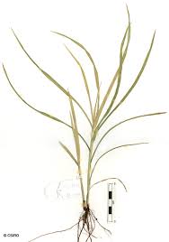 Image result for Scleria