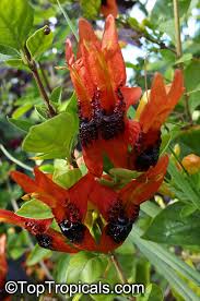 Image result for Ruttya fruticosa